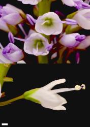 Veronica saxicola. Newly opened flowers. Scale = 1 mm.
 Image: P.J. Garnock-Jones © P.J. Garnock-Jones CC-BY-NC 3.0 NZ